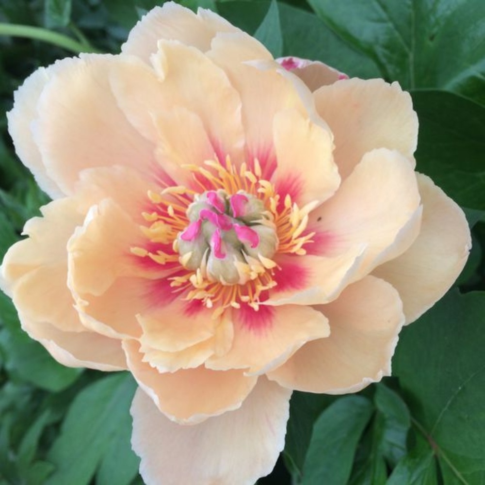 Meet your Posher, Linda